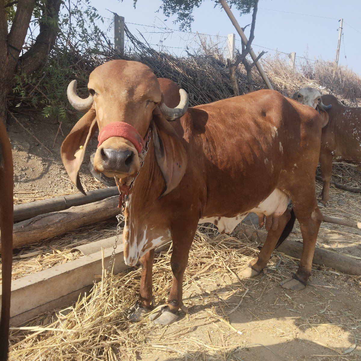 ગીર ગાય વેચવાની છે