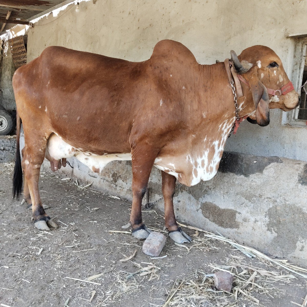 ગીર ગાય વેચવાની છે