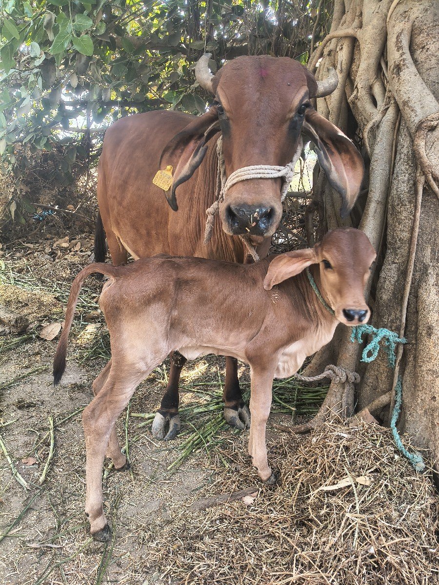 ગાય વેચવાની છે