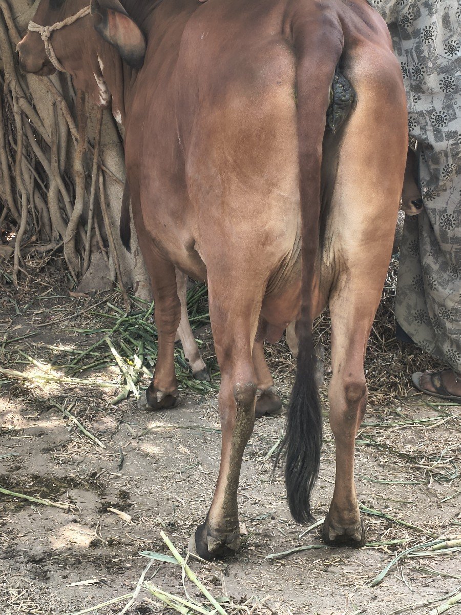 ગાય વેચવાની છે