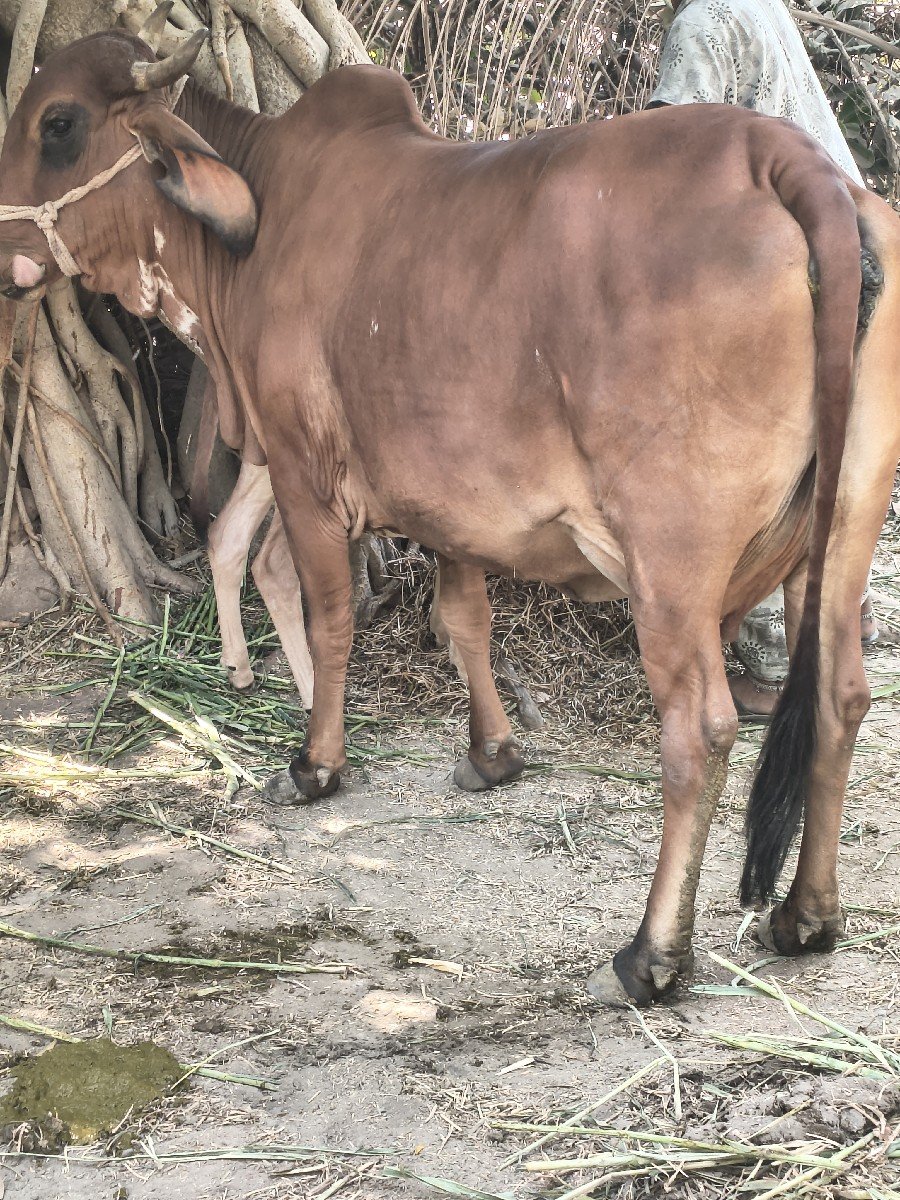 ગાય વેચવાની છે