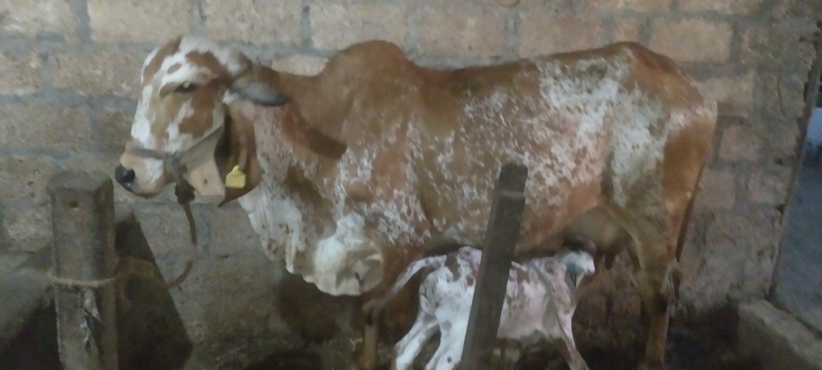 ગાય વેચવાની છે