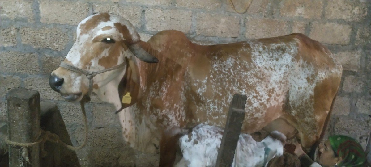 ગાય વેચવાની છે