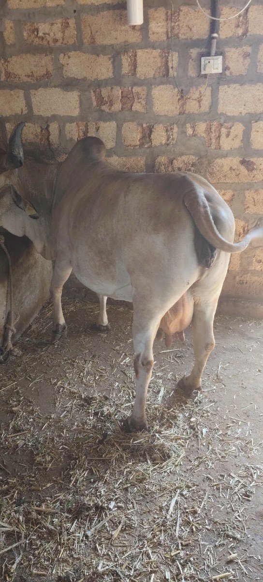 ગાય આપવાની છે