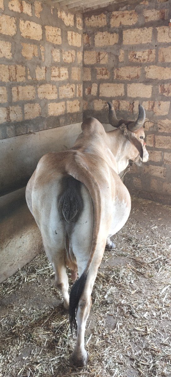 ગાય આપવાની છે