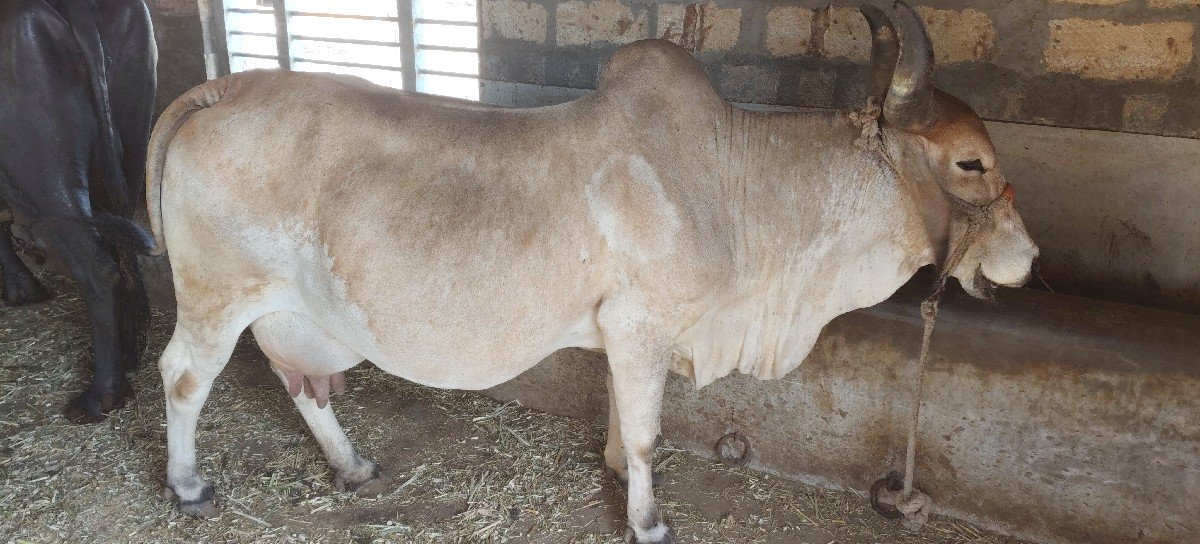 ગાય આપવાની છે
