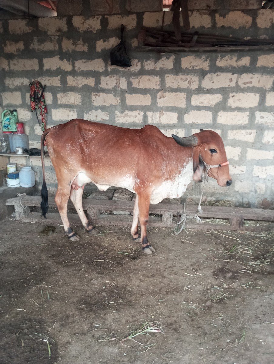 ગાય વેચવાની છે