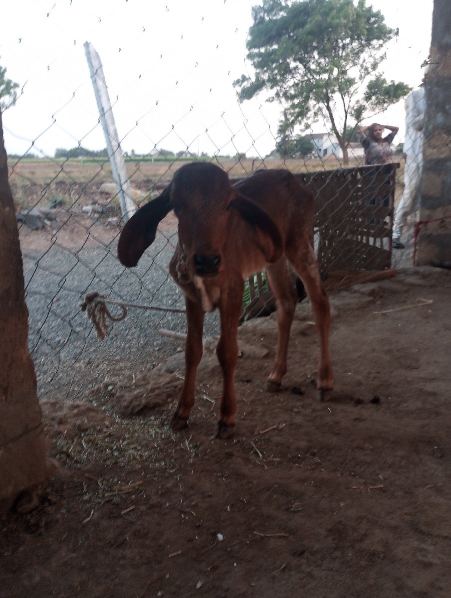 ગાય વેચવાની છે