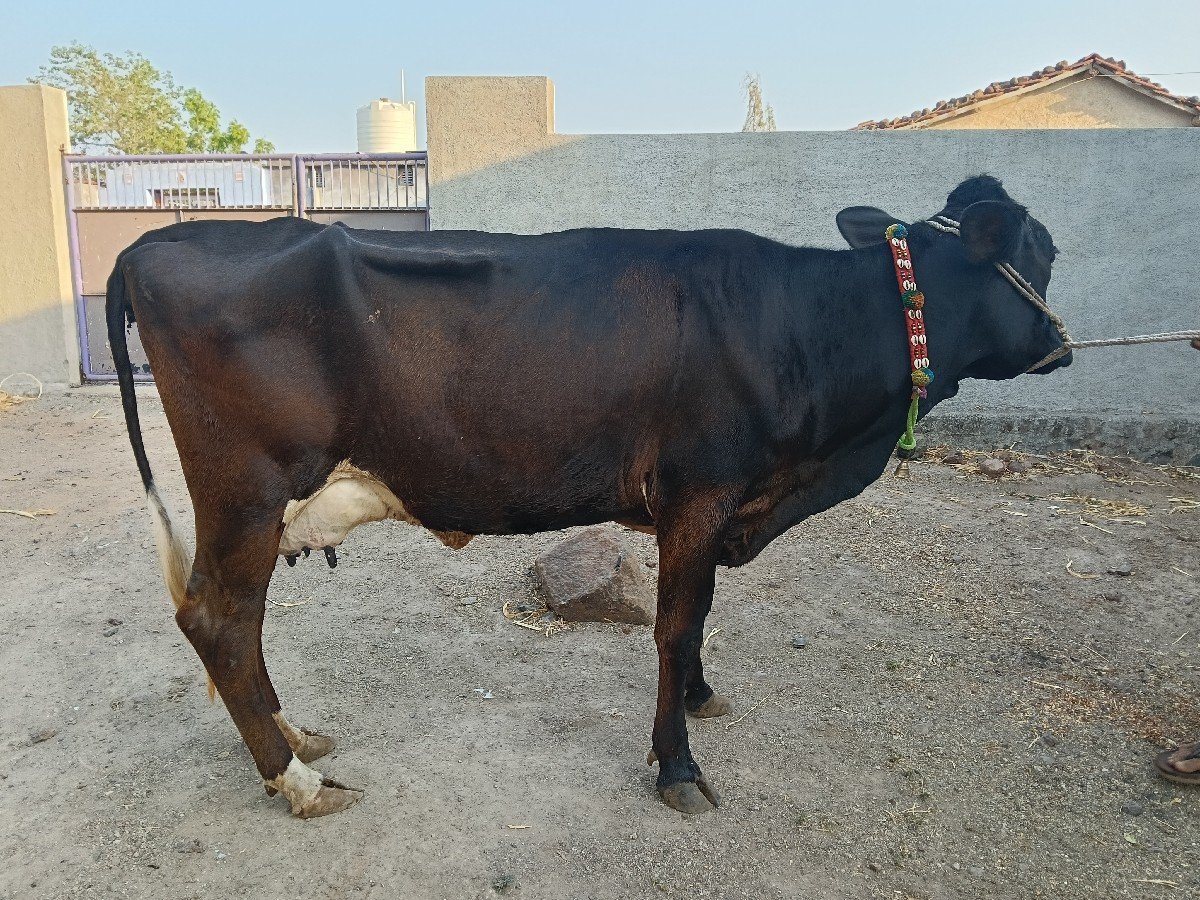 જર્સી ગાય વેચવા ની છે 2 ગાય છે