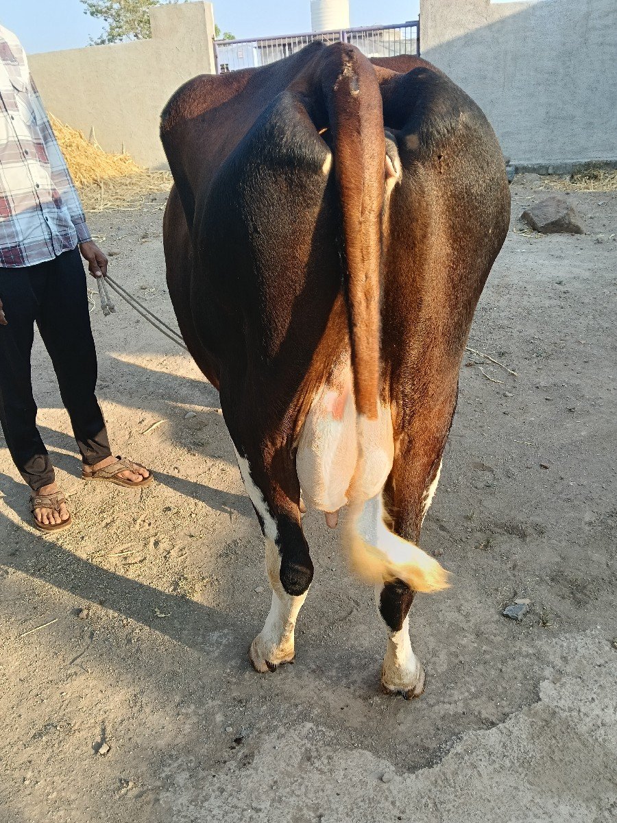 જર્સી ગાય વેચવા ની છે 2 ગાય છે