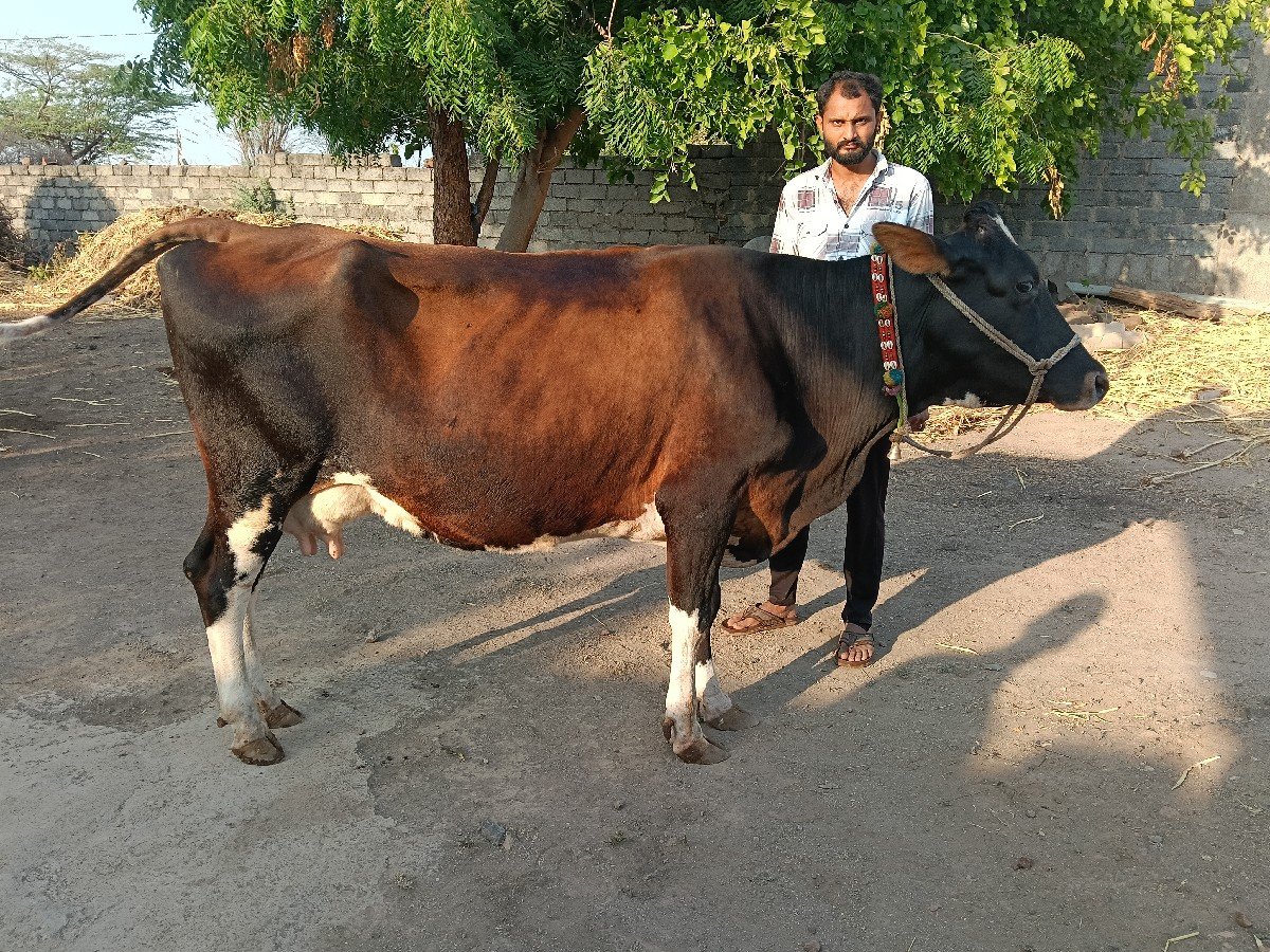 જર્સી ગાય વેચવા ની છે 2 ગાય છે
