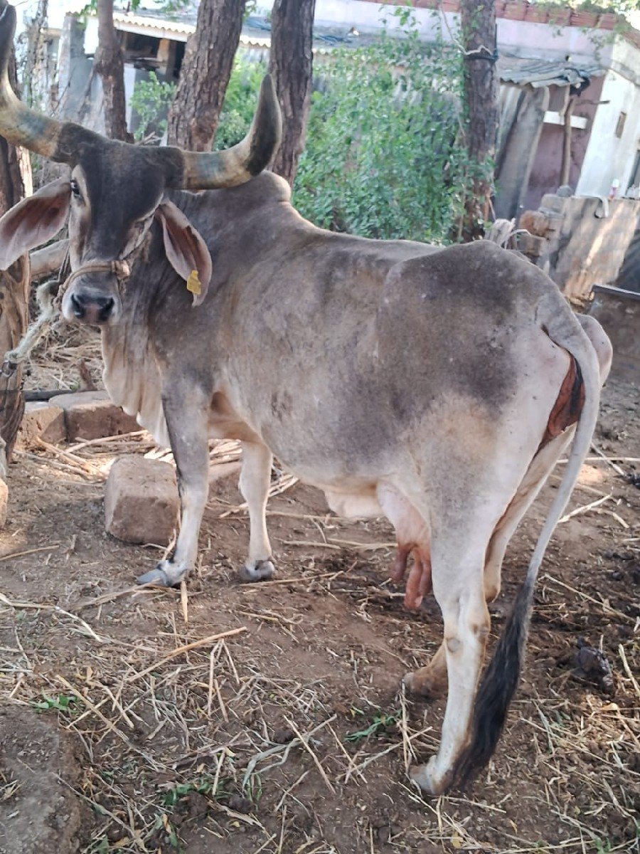 ગાય વેચવાની છે