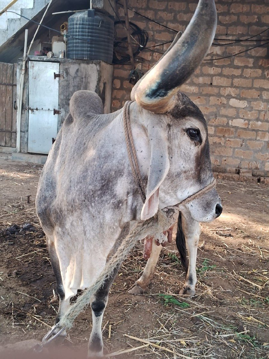 ગાય વેચવાની છે