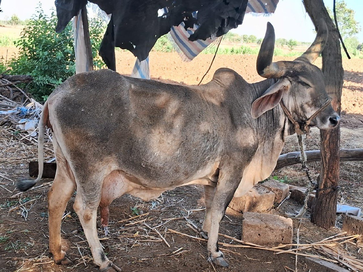 ગાય વેચવાની છે