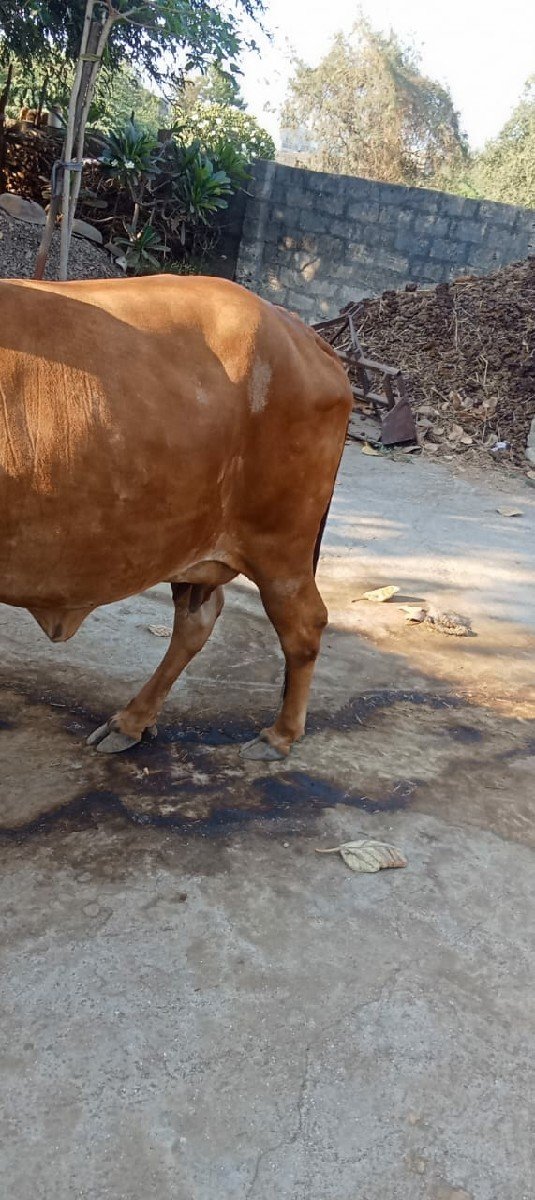 ગીર ગાય વેચવાની છે