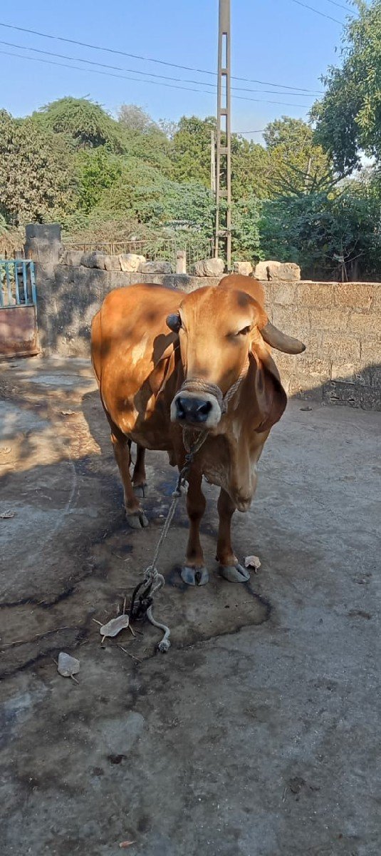 ગીર ગાય વેચવાની છે