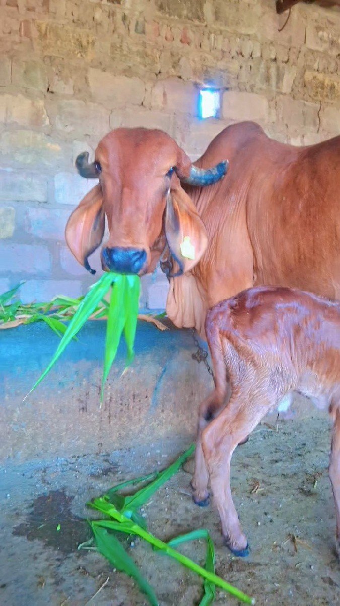 ગાય વેચવાની છે