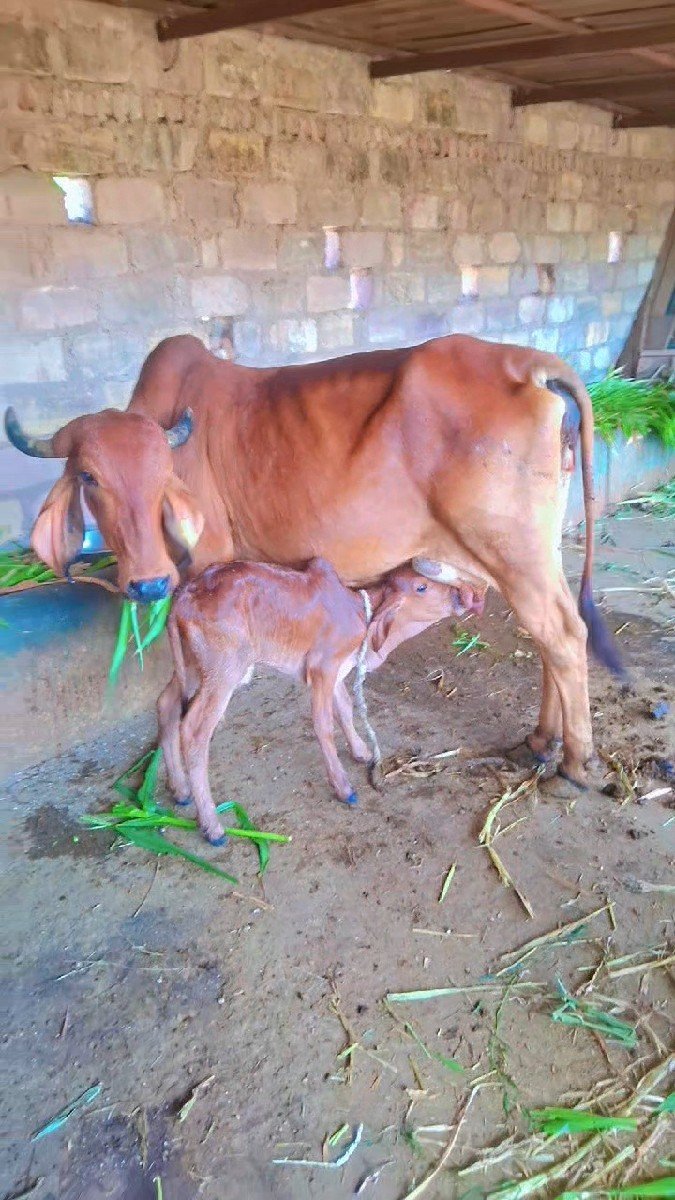 ગાય વેચવાની છે