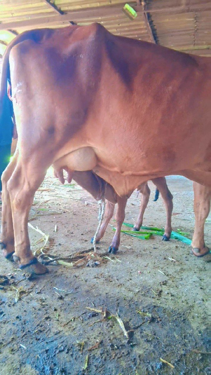 ગાય વેચવાની છે