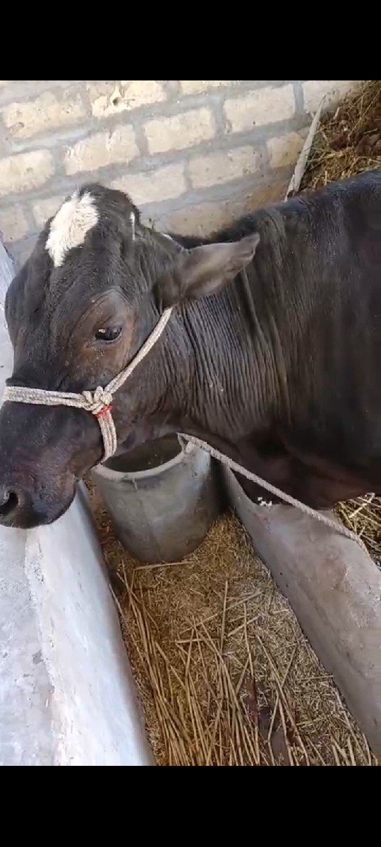 ગીર ક્રોસ એસ એફ