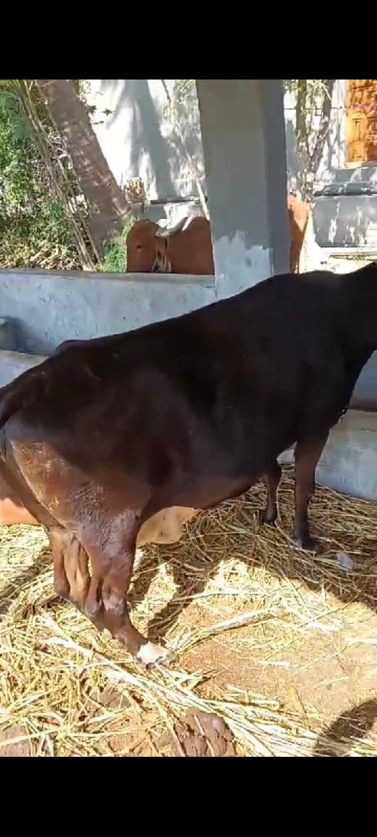 ગીર ક્રોસ એસ એફ