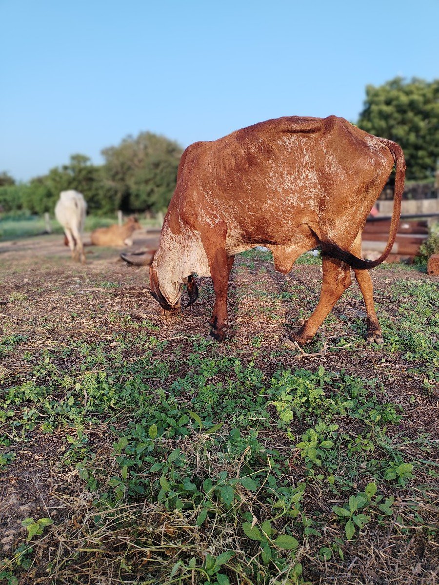 ગાય વેચવાની છે