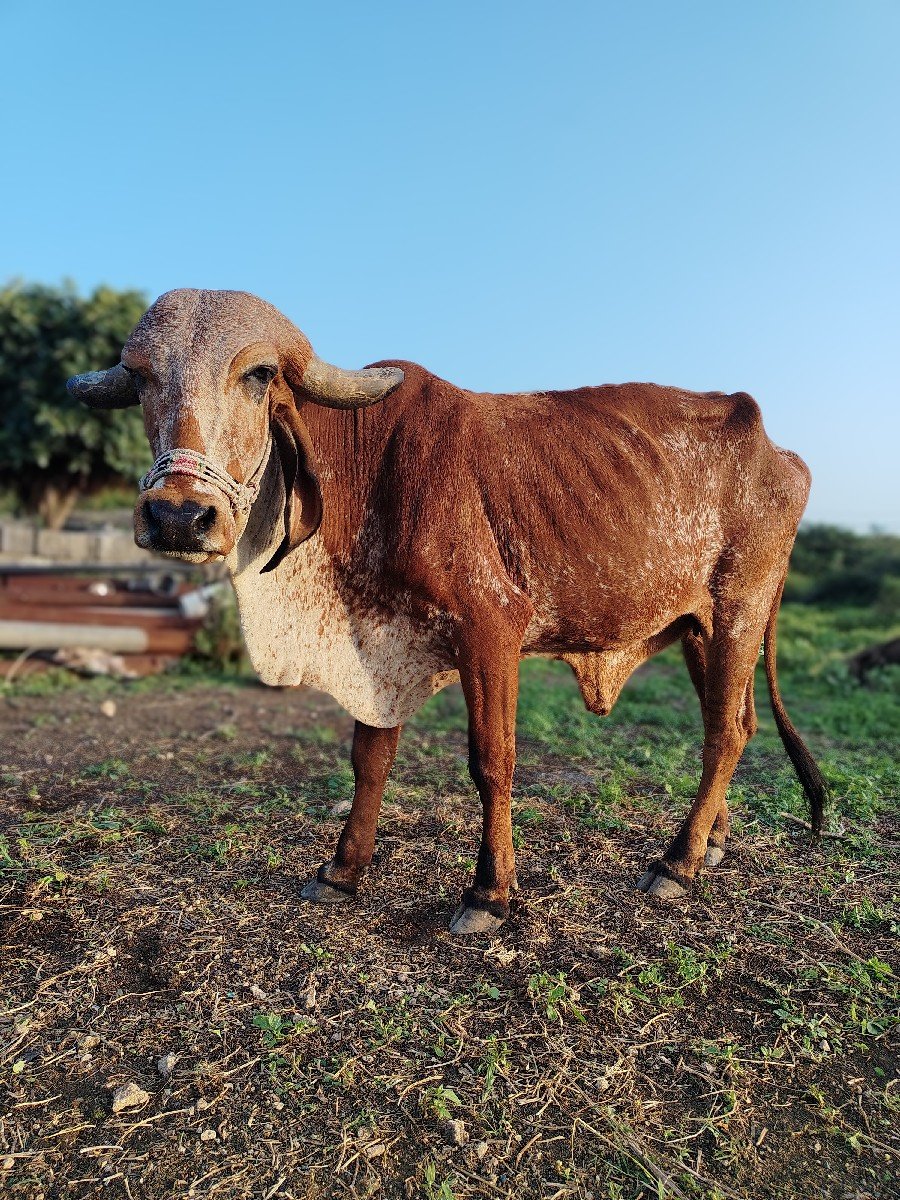ગાય વેચવાની છે