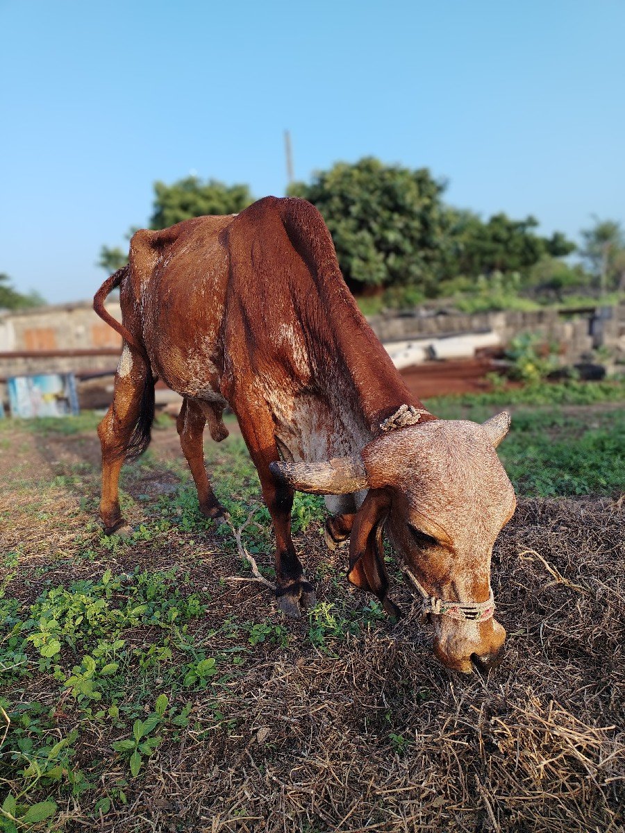 ગાય વેચવાની છે