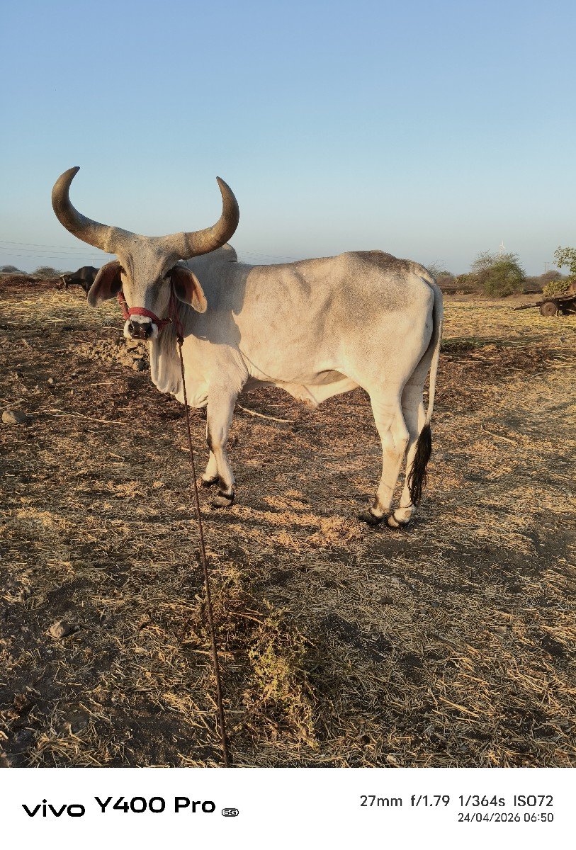 બળદ વેચવાનો છે