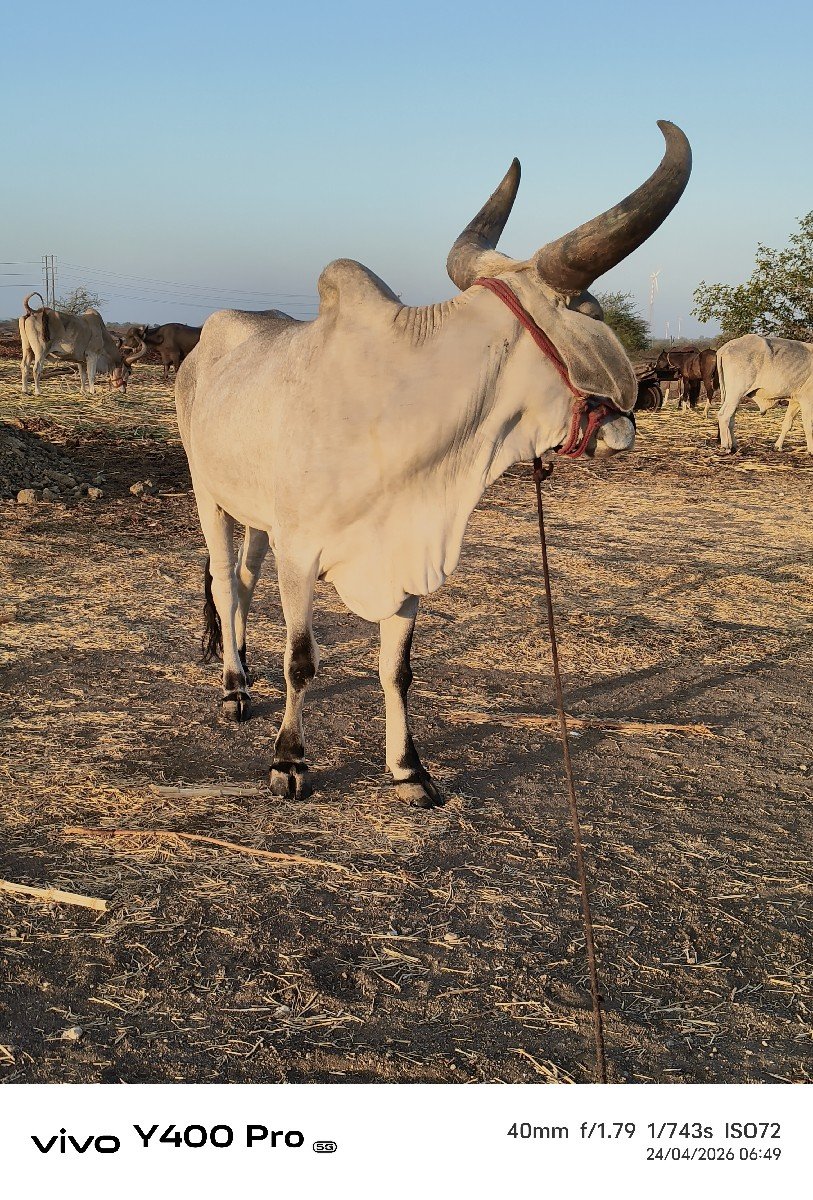 બળદ વેચવાનો છે