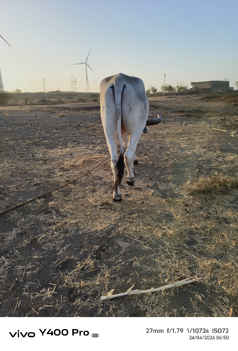 બળદ વેચવાનો છે