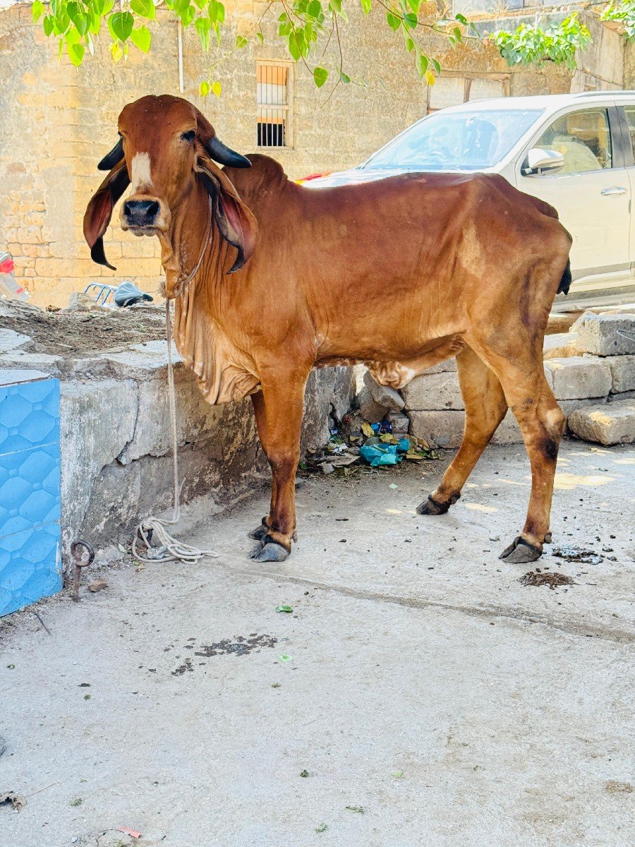 ઓરીજનલ ગીર વાછડી વેચવાની છે