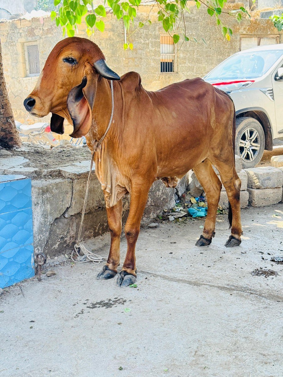 ઓરીજનલ ગીર વાછડી વેચવાની છે