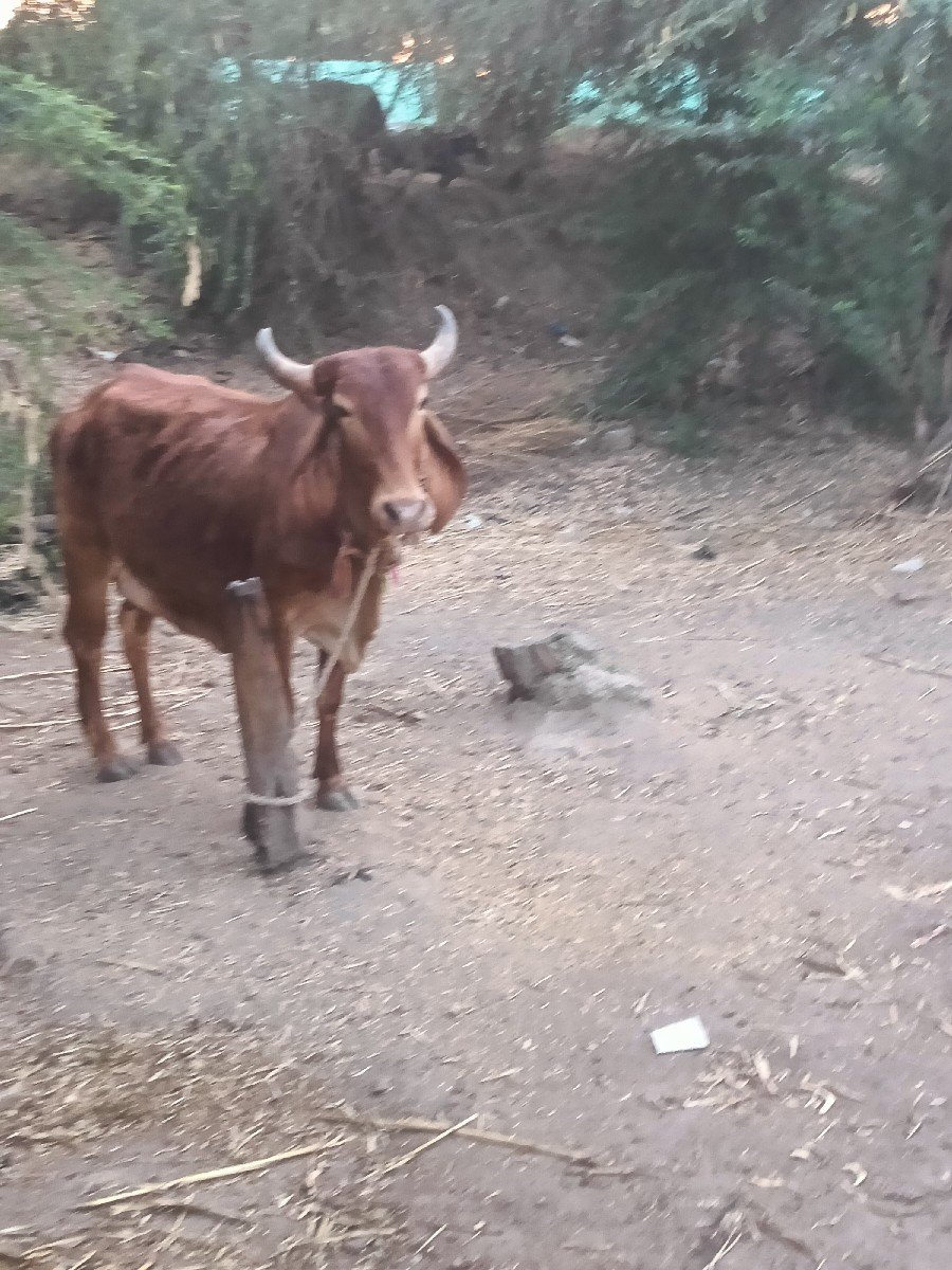 ગાય વેસવી ઘાભણી છે