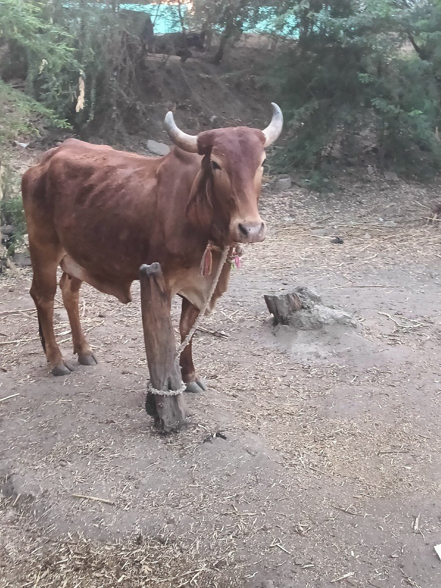 ગાય વેસવી ઘાભણી છે