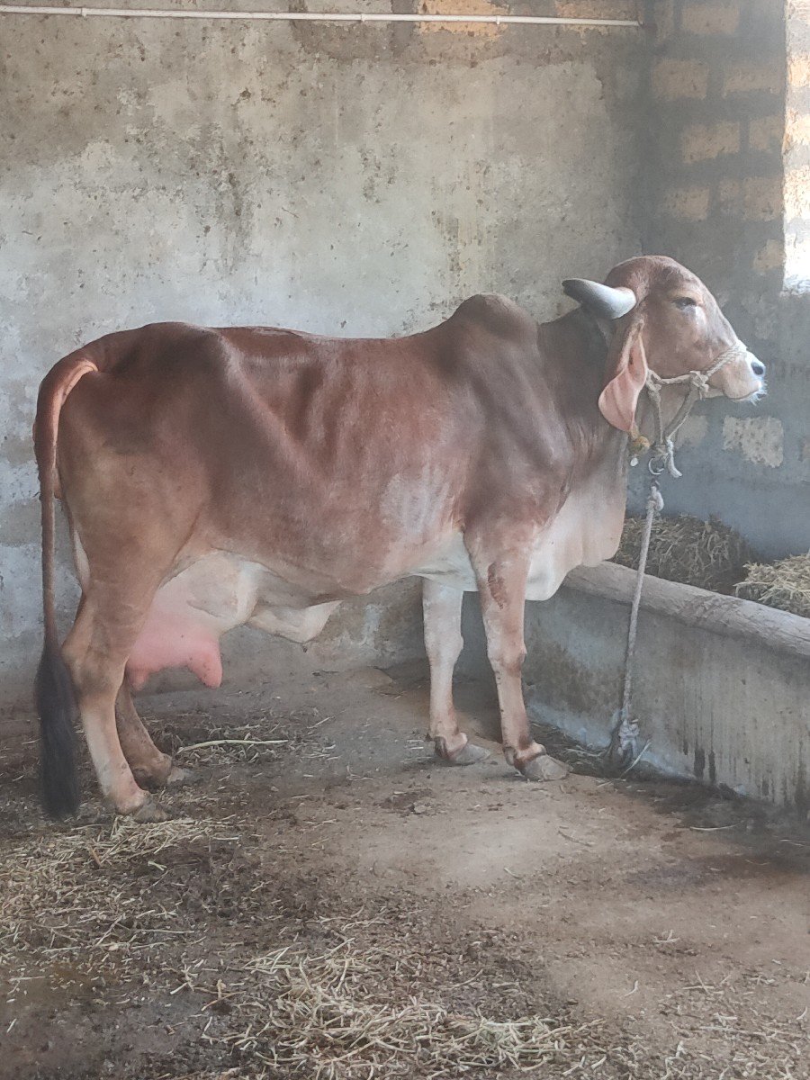 ગીર ગાય વેચવાની છે.