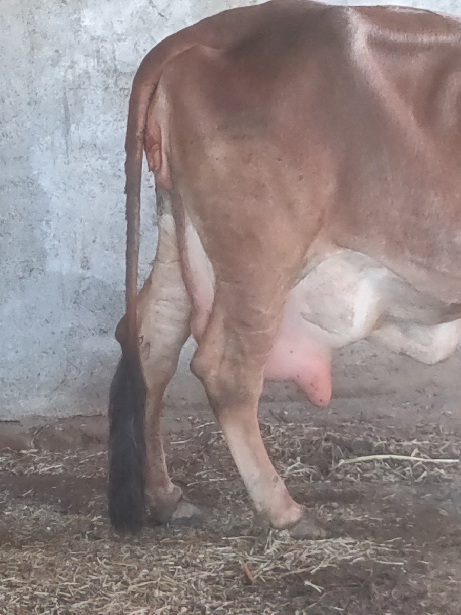 ગીર ગાય વેચવાની છે.