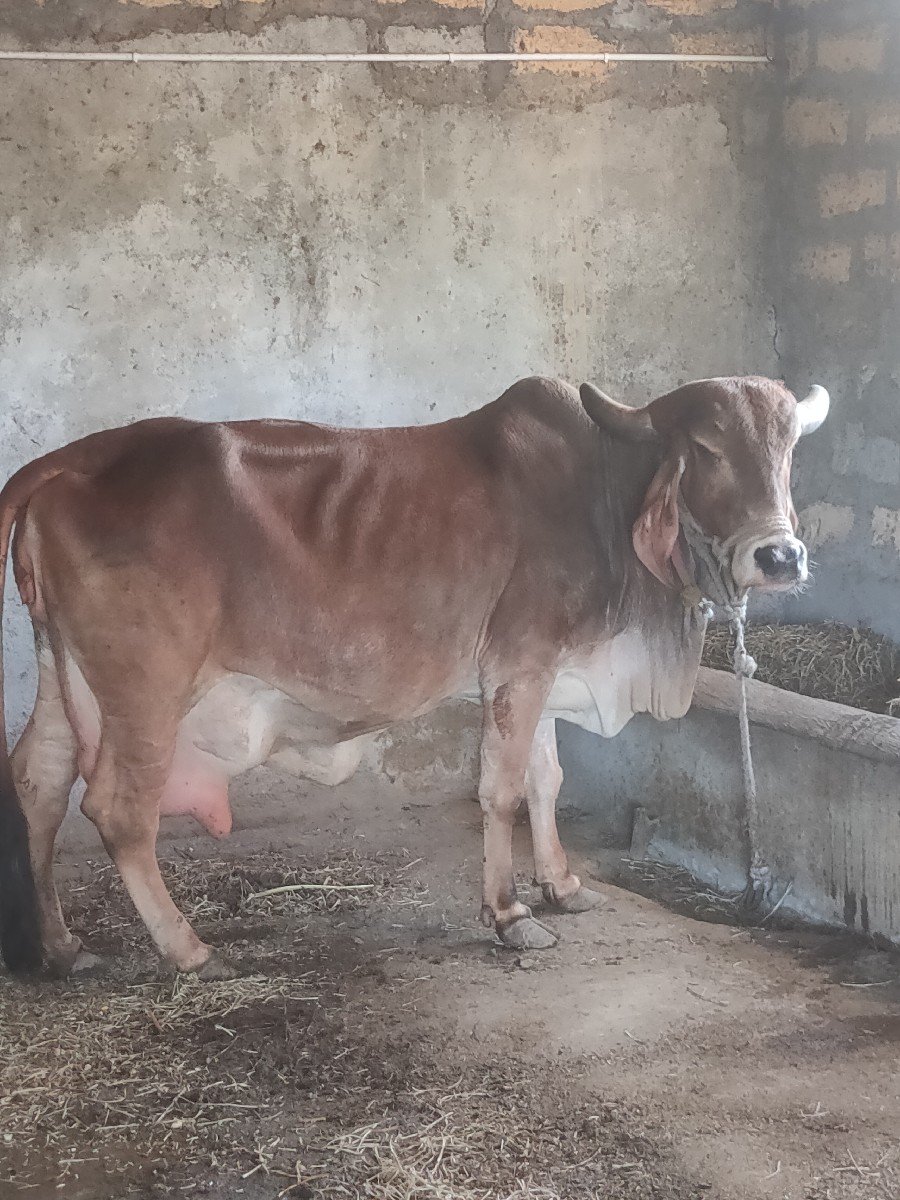 ગીર ગાય વેચવાની છે.