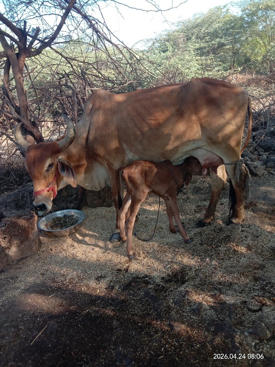 ગાય વેસવાની છે