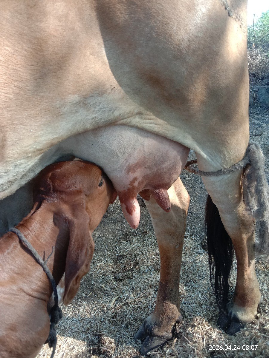ગાય વેસવાની છે