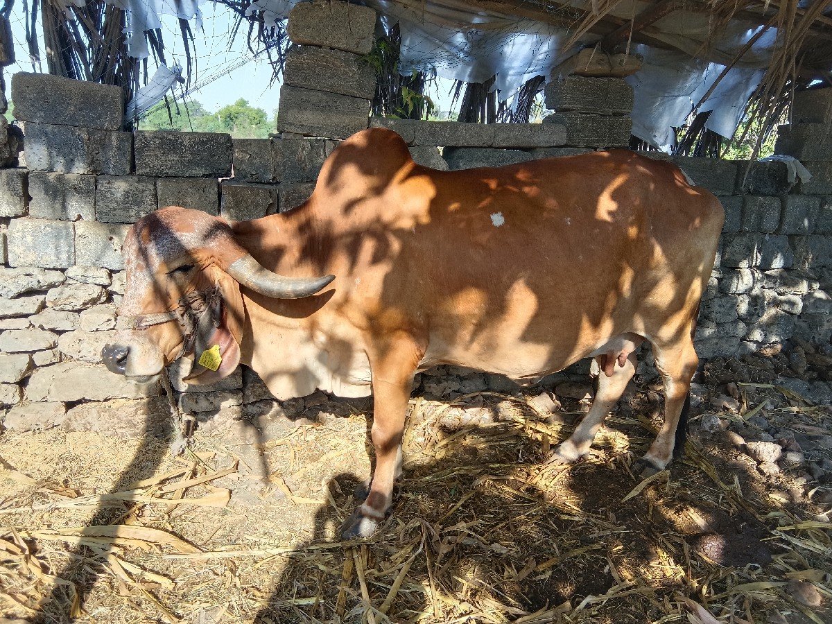 વેચવા ની