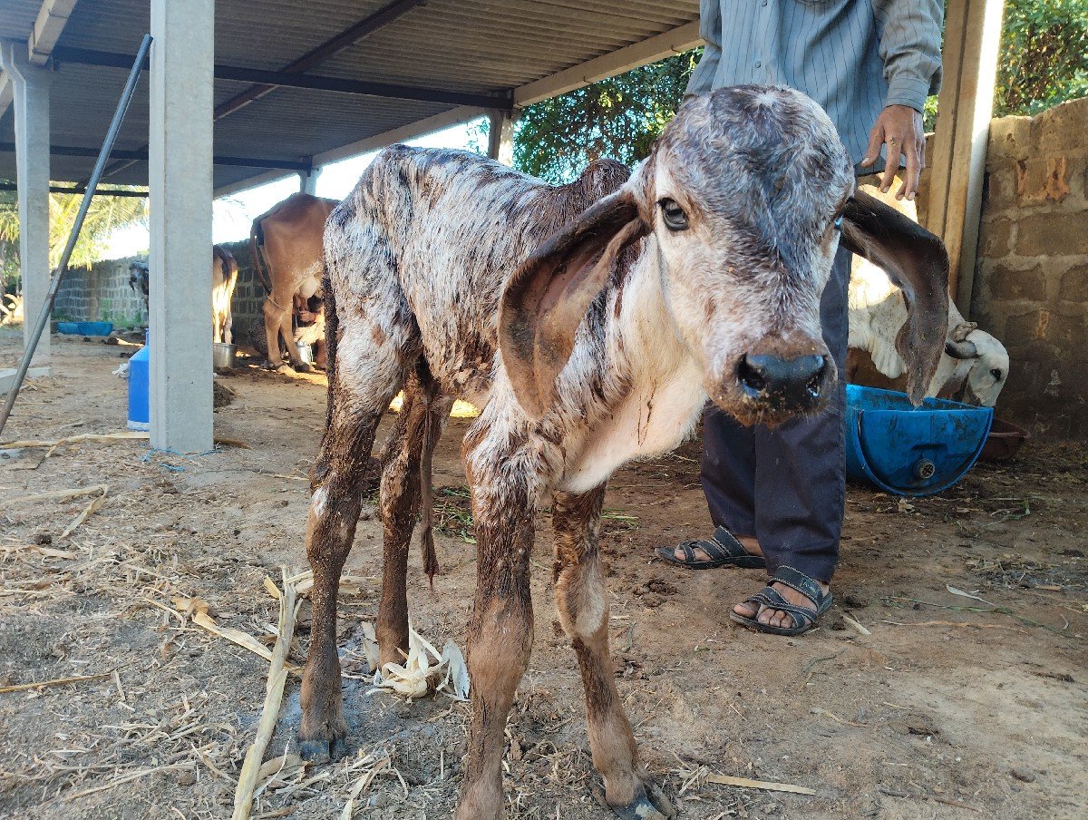ગીર ગાય વેચવાની છે