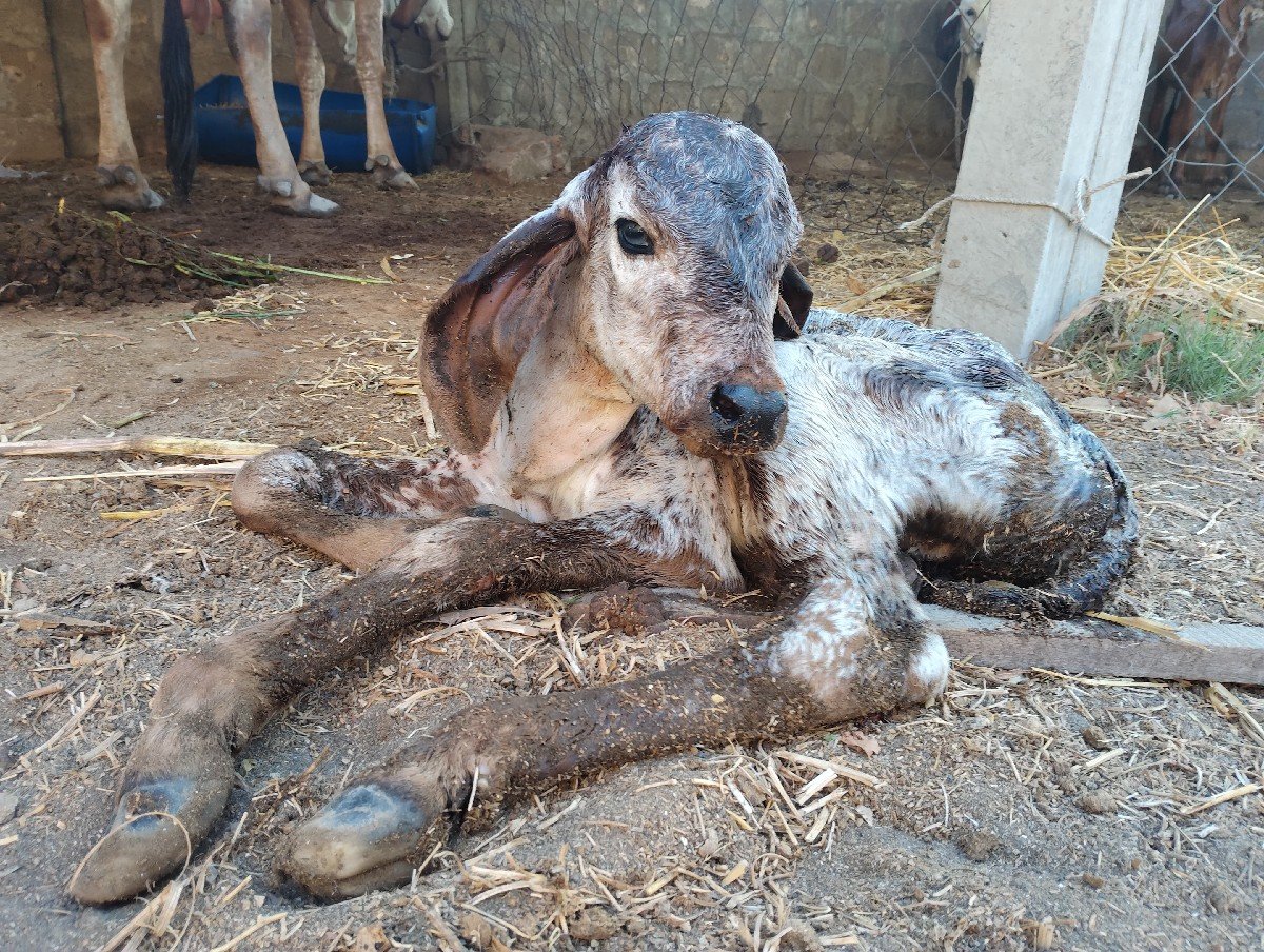 ગીર ગાય વેચવાની છે