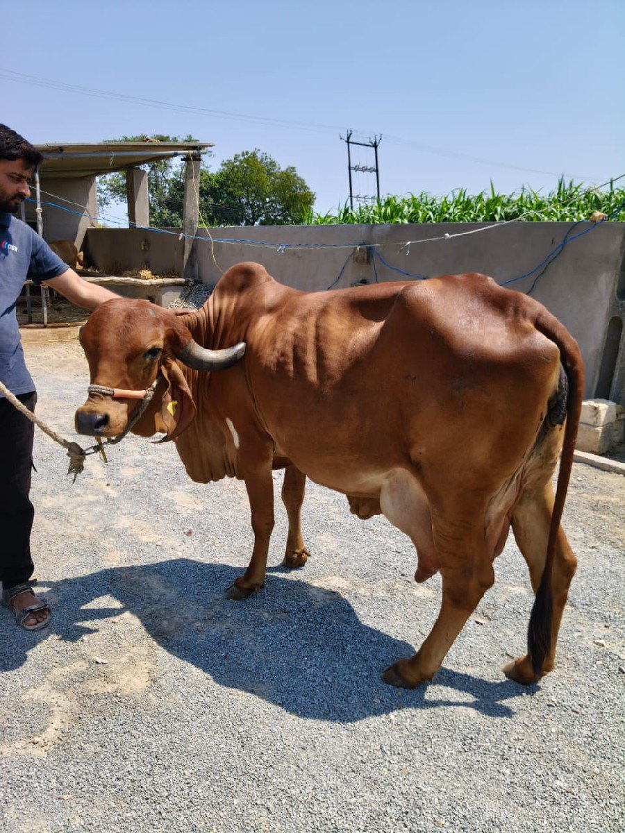 ગીર ગાય વેચવાની છે
