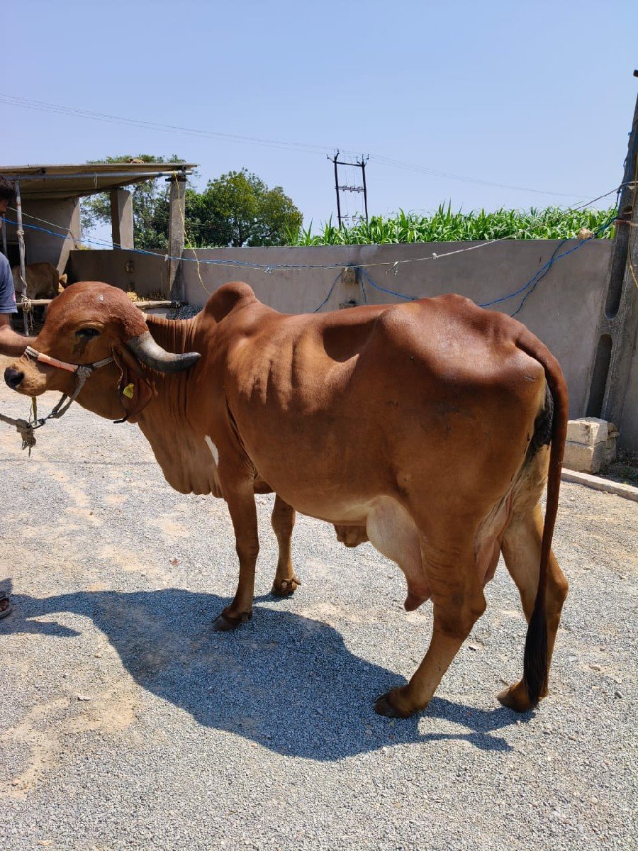 ગીર ગાય વેચવાની છે