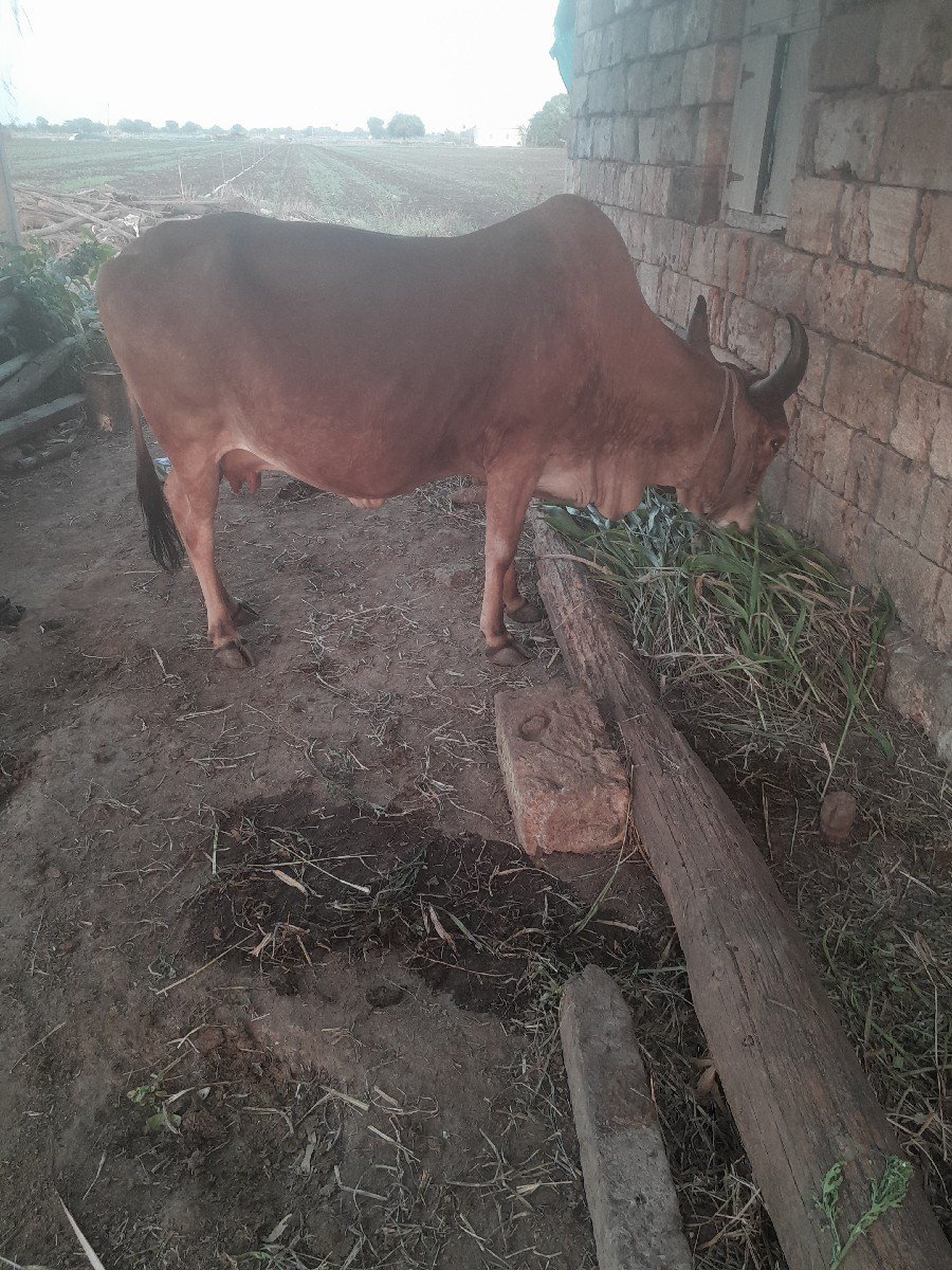 ગાય