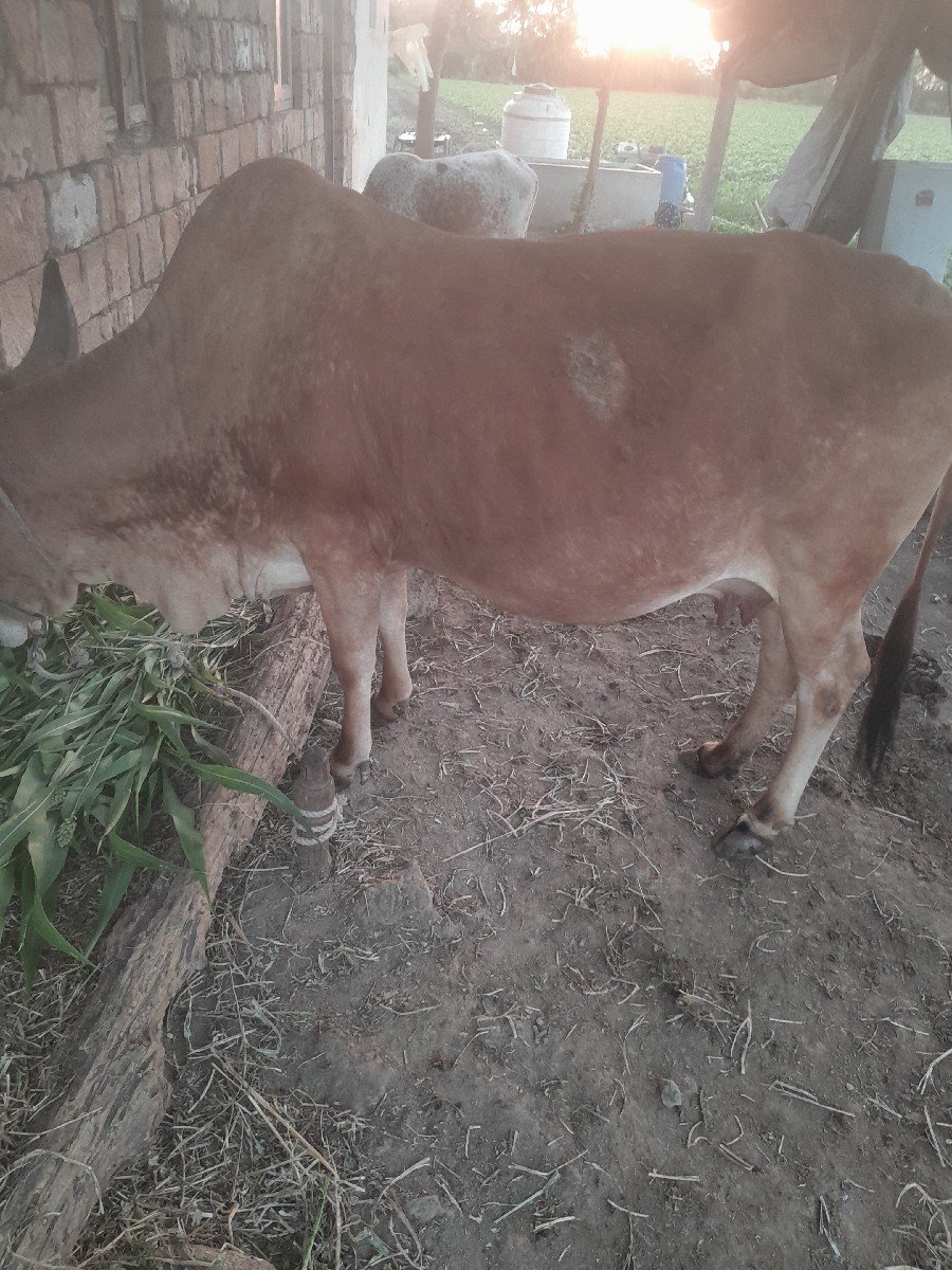 ગાય