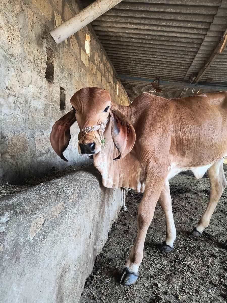 વાછડી વેચવા ની છે