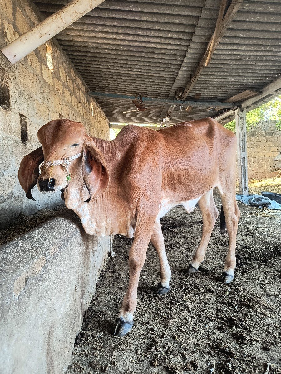 વાછડી વેચવા ની છે