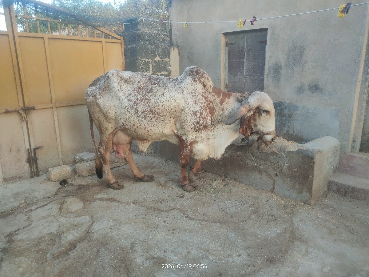 ગીર ગાય